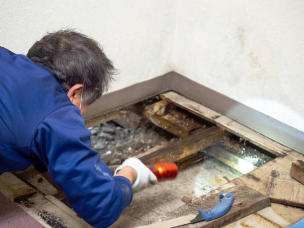 Best Crawl Space Mold Removal  in Homer, IL