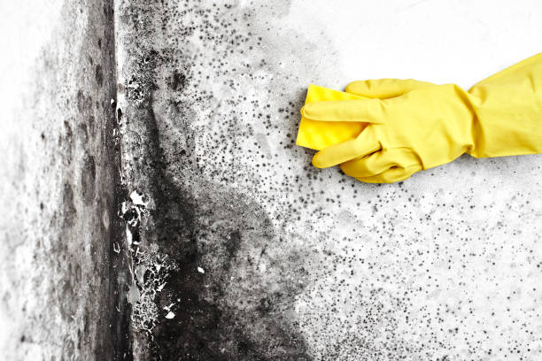 Best Fast Mold Removal  in Homer, IL