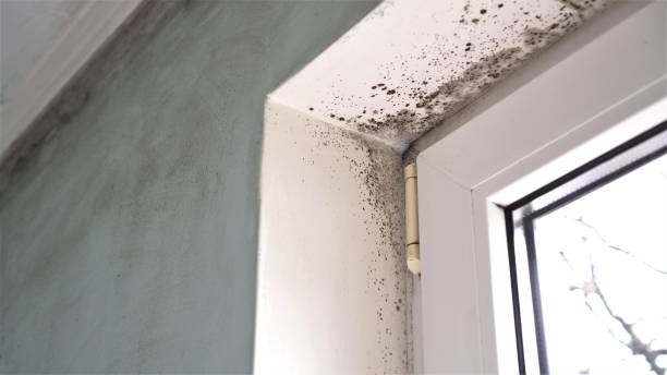 Best Attic Mold Removal  in Homer, IL