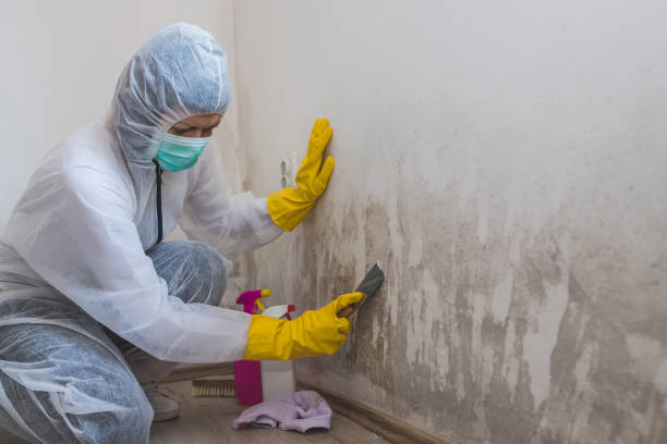 Best Mold Testing  in Homer, IL