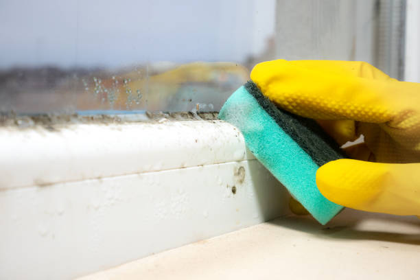 Best Affordable Mold Removal  in Homer, IL