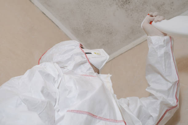 Best Commercial Mold Removal  in Homer, IL
