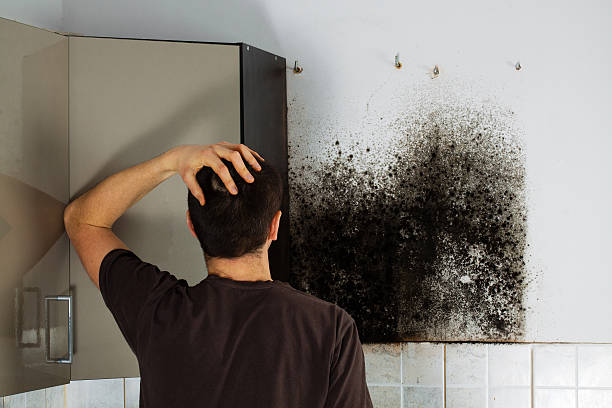 Best Mold Damage Repair  in Homer, IL