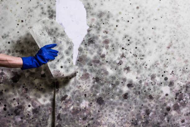 Best Mold Removal Near Me  in Homer, IL