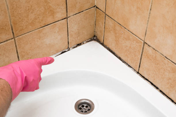 Best Local Mold Removal Service  in Homer, IL