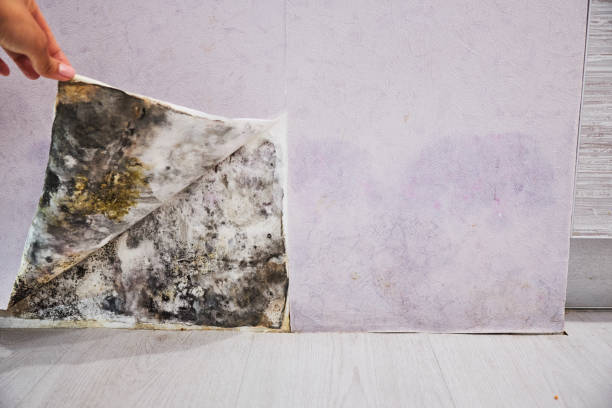 Best Mold Testing  in Homer, IL